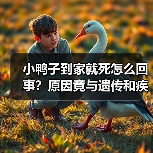 小鸭子到家就死怎么回事？原因竟与遗传和疾病有关（图3）