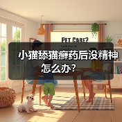 小猫舔猫癣药后没精神怎么办？（图2）