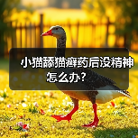 小猫舔猫癣药后没精神怎么办？（图1）