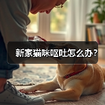 新家猫咪呕吐怎么办？（图2）