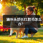 猫咪头部长红脱毛怎么办？（图4）