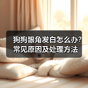 狗狗眼角发白怎么办？常见原因及处理方法（图1）