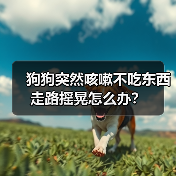 狗狗突然咳嗽不吃东西走路摇晃怎么办？（图4）