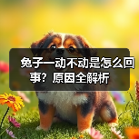 兔子一动不动是怎么回事？原因全解析（图1）