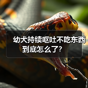 幼犬持续呕吐不吃东西到底怎么了？（图3）