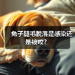 兔子腿毛脱落是感染还是被咬？（图2）