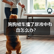 狗狗被车撞了尿液中有血怎么办？（图1）