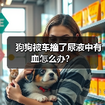 狗狗被车撞了尿液中有血怎么办？（图3）