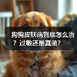 狗狗皮肤病到底怎么治？过敏还是真菌？（图1）