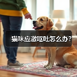 猫咪应激呕吐怎么办？（图4）