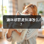 猫咪感冒流鼻涕怎么办？（图1）