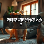 猫咪感冒流鼻涕怎么办？（图2）