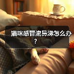 猫咪感冒流鼻涕怎么办？（图3）