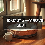 猫打架掉了一个睾丸怎么办？（图3）