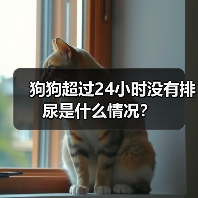 狗狗超过24小时没有排尿是什么情况？（图2）