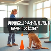 狗狗超过24小时没有排尿是什么情况？（图4）
