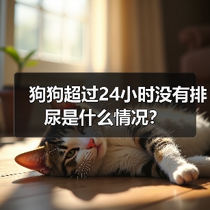 狗狗超过24小时没有排尿是什么情况？（图3）
