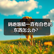 鹦鹉眼睛一直有白色的东西怎么办？（图1）