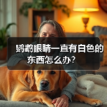 鹦鹉眼睛一直有白色的东西怎么办？（图4）