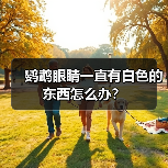 鹦鹉眼睛一直有白色的东西怎么办？（图3）