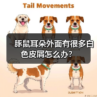 豚鼠耳朵外面有很多白色皮屑怎么办？（图1）