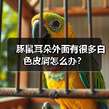 豚鼠耳朵外面有很多白色皮屑怎么办？（图4）
