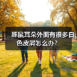 豚鼠耳朵外面有很多白色皮屑怎么办？（图3）