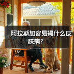 阿拉斯加容易得什么皮肤病？（图2）