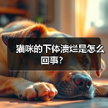 猫咪的下体溃烂是怎么回事？（图3）