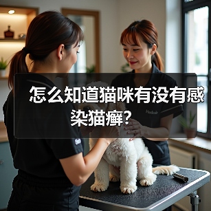 怎么知道猫咪有没有感染猫癣？（图2）
