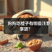 狗狗吃橙子有哪些注意事项？（图1）