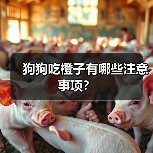 狗狗吃橙子有哪些注意事项？（图4）