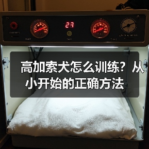 高加索犬怎么训练？从小开始的正确方法（图3）