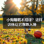 小狗睡眠不规律？这样训练让它乖乖入睡（图1）