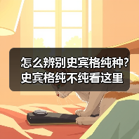 怎么辨别史宾格纯种？史宾格纯不纯看这里（图4）