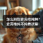 怎么辨别史宾格纯种？史宾格纯不纯看这里（图2）