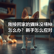 刚接回家的猫咪没精神怎么办？新手怎么应对？（图3）