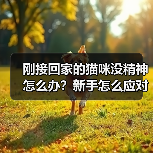 刚接回家的猫咪没精神怎么办？新手怎么应对？（图4）