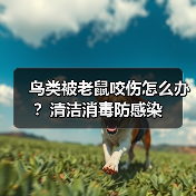 鸟类被老鼠咬伤怎么办？清洁消毒防感染（图3）