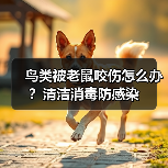 鸟类被老鼠咬伤怎么办？清洁消毒防感染（图4）