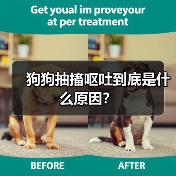 狗狗抽搐呕吐到底是什么原因？（图2）