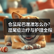 仓鼠尾巴湿湿怎么办？湿尾症治疗与护理全指南（图3）