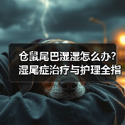 仓鼠尾巴湿湿怎么办？湿尾症治疗与护理全指南（图1）