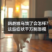 鹦鹉雏鸟饿了会怎样？这些症状千万别忽视（图4）