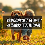 鹦鹉雏鸟饿了会怎样？这些症状千万别忽视（图1）