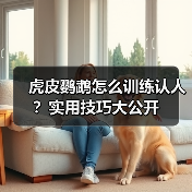 虎皮鹦鹉怎么训练认人？实用技巧大公开（图2）