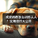 虎皮鹦鹉怎么训练认人？实用技巧大公开（图4）