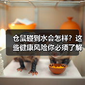 仓鼠碰到水会怎样？这些健康风险你必须了解（图3）