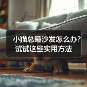 小猫总睡沙发怎么办？试试这些实用方法（图2）