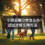 小猫总睡沙发怎么办？试试这些实用方法（图3）
